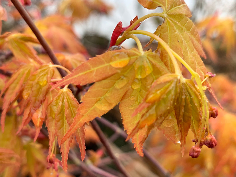 - Acer palmatum 'Kristin's Star' Japanese Maple - Mr Maple │ Buy Japanese Maple Trees