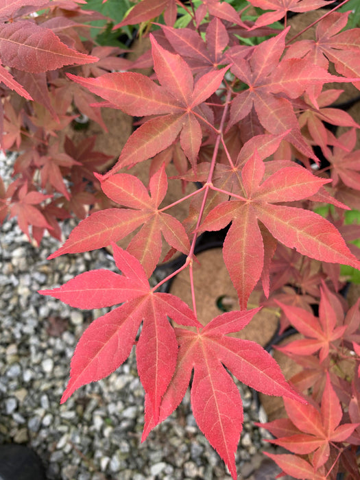 Acer palmatum 'Gable's Glory' Chameleon Japanese Maple