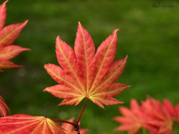 - Acer shirasawanum 'Moonrise™' Full Moon Japanese Maple - Mr Maple │ Buy Japanese Maple Trees