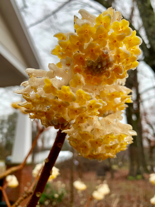 Edgeworthia chrysantha 'Snow Cream' Chinese Paperbush