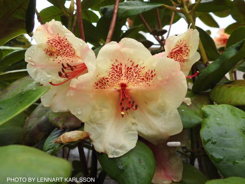 Rhododendron 'Viscy' Peach Orange Blooms