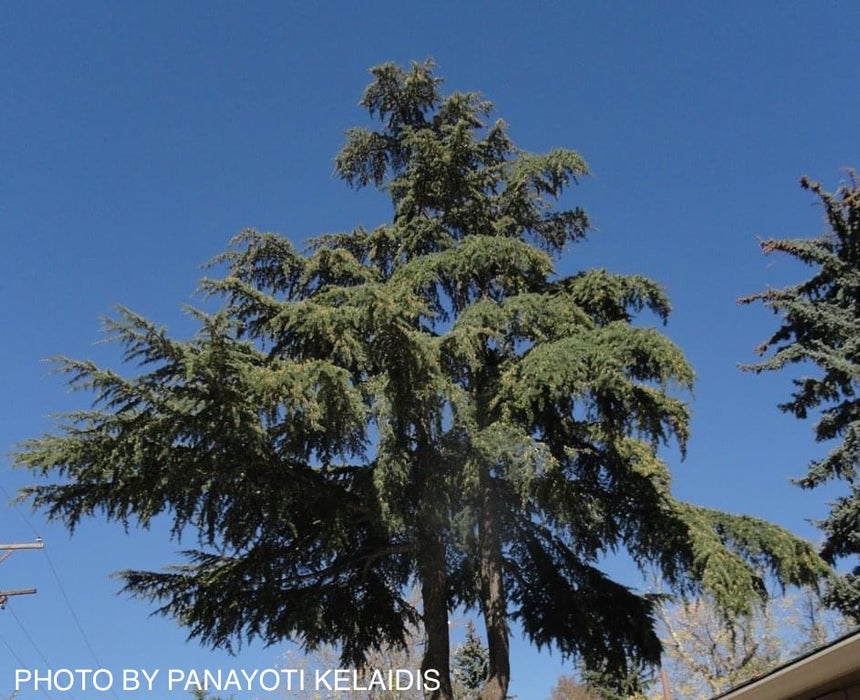 Cedrus libani ssp. stenocoma Large Lebanon Cedar