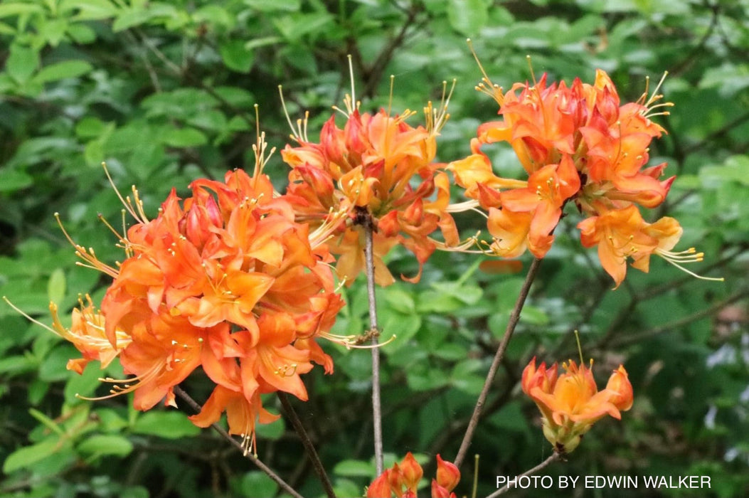 Azalea 'War Eagle’ Orange Flowers Deciduous Azalea