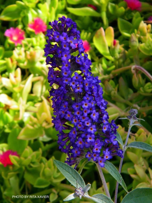 Buddleia davidii 'Ellen's Blue' Butterflybush