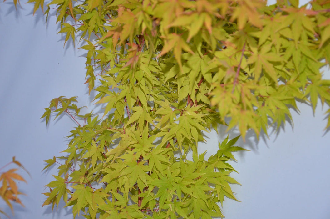 Acer palmatum 'Red Wood' Coral Bark Japanese Maple
