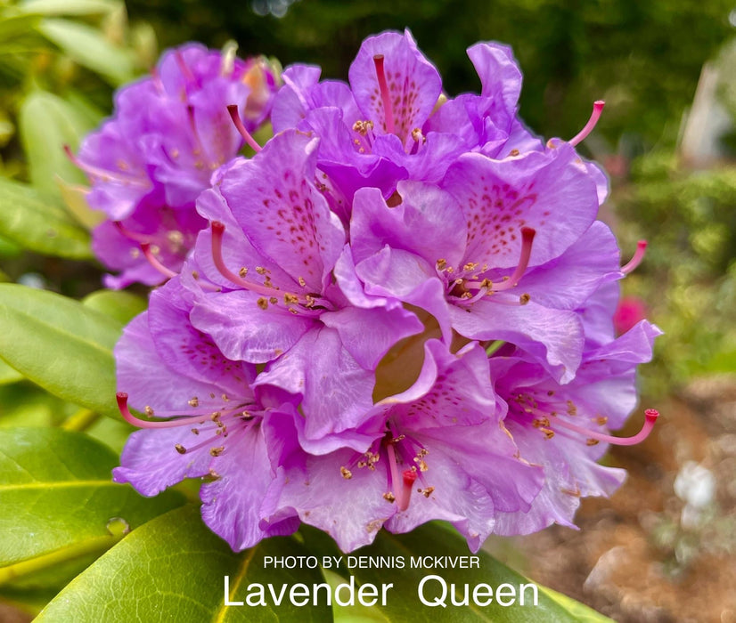 Rhododendron 'Lavender Queen' Purple Blooms