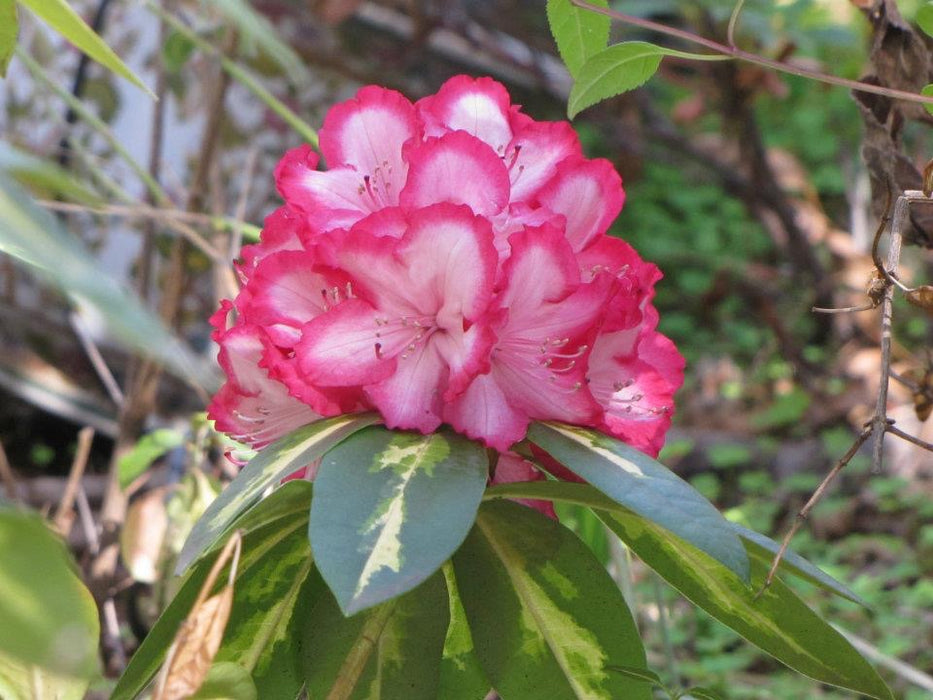 Rhododendron 'President Roosevelt' Variegated Red Blooms