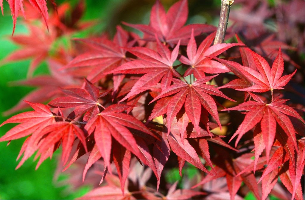Acer palmatum 'Red Flash' Japanese Maple
