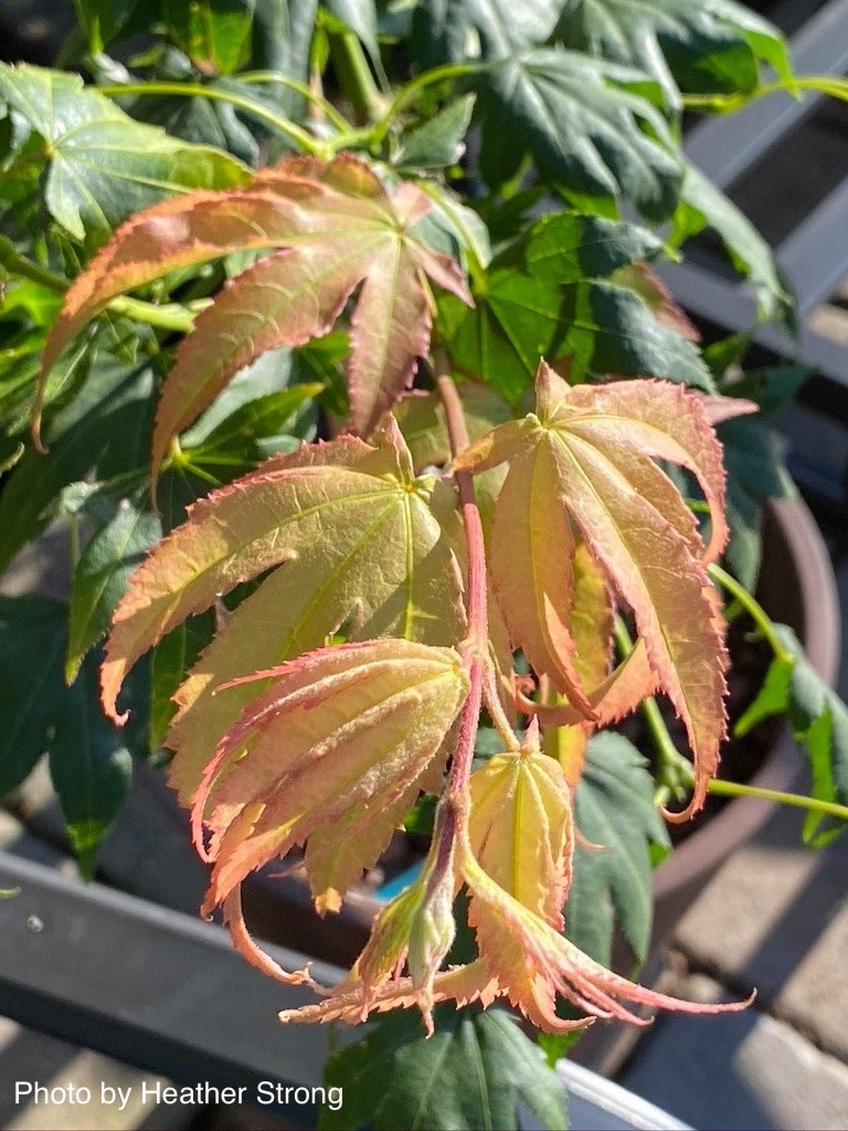 - Acer palmatum 'Rikuzen shidare' Weeping Japanese Maple - Mr Maple │ Buy Japanese Maple Trees