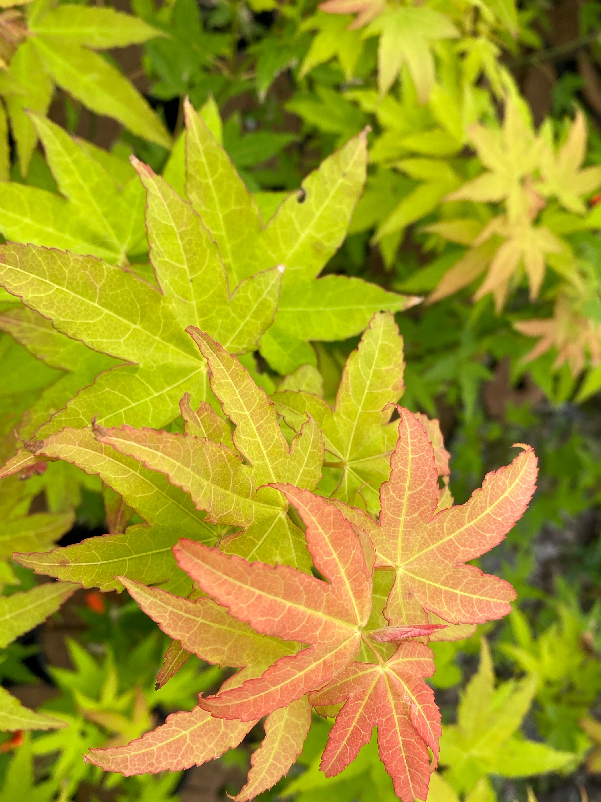 Buy Acer oliverianum 'Hot Blonde' Golden Japanese Maple — Mr Maple ...