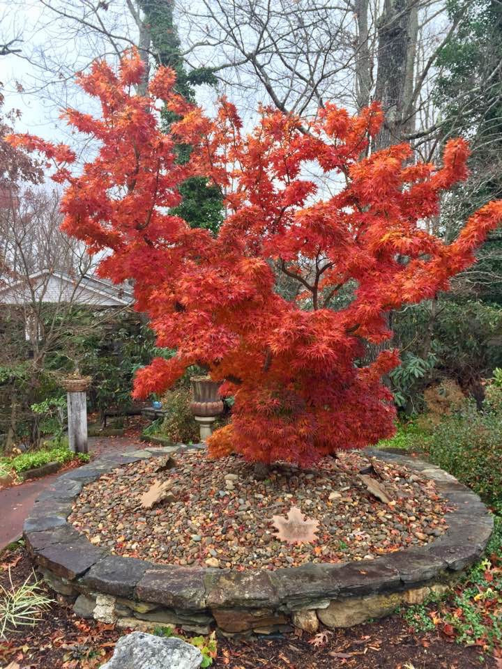 Test Product Mikawa - Mr Maple │ Buy Japanese Maple Trees