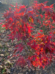 - Acer palmatum 'Japanese Princess' Dwarf Japanese Maple - Mr Maple │ Buy Japanese Maple Trees
