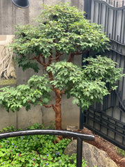 - Acer griseum - Paperbark Maple - Mr Maple │ Buy Japanese Maple Trees