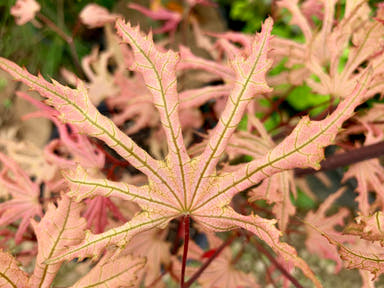 - Acer palmatum 'Strawberry Spring' Reticulated Japanese Maple - Mr Maple │ Buy Japanese Maple Trees