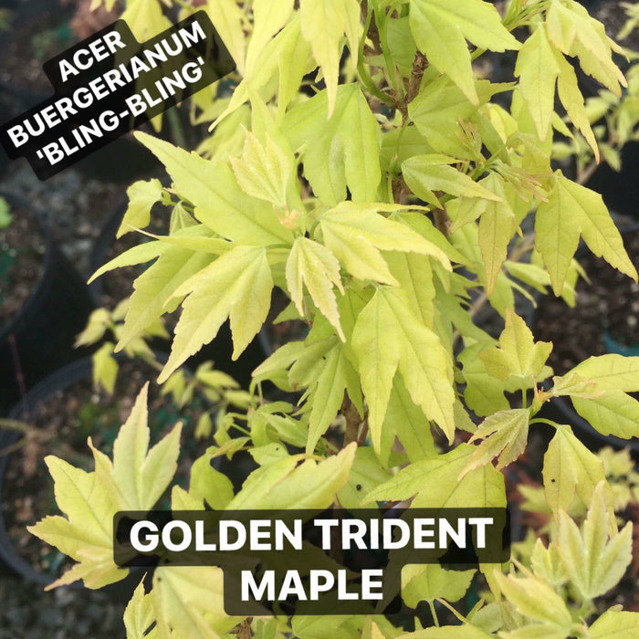 Acer buergerianum 'Bling-Bling' Golden Trident Maple