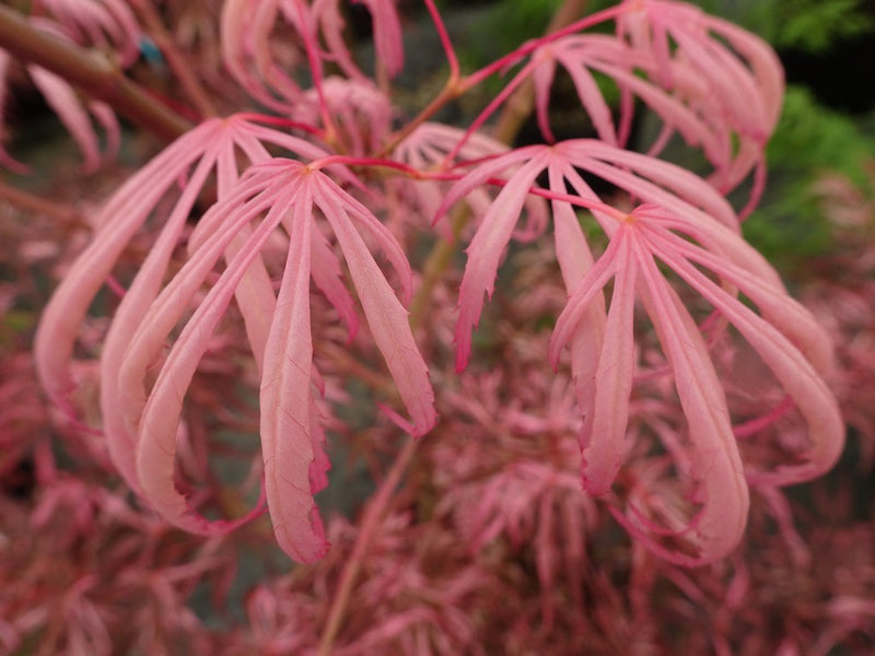 - Acer palmatum 'Lileeanne's Jewel' Japanese Maple - Mr Maple │ Buy Japanese Maple Trees