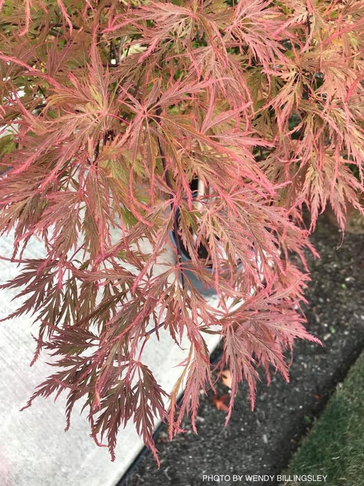 Acer palmatum 'Berrima Bridge' Japanese Maple