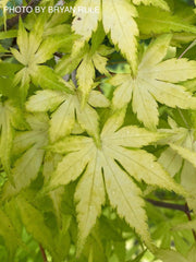 - Acer palmatum 'Orange Dream' Japanese Maple - Mr Maple │ Buy Japanese Maple Trees