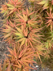 - Acer palmatum 'Mystic Mikawa' Miniature Japanese Maple - Mr Maple │ Buy Japanese Maple Trees