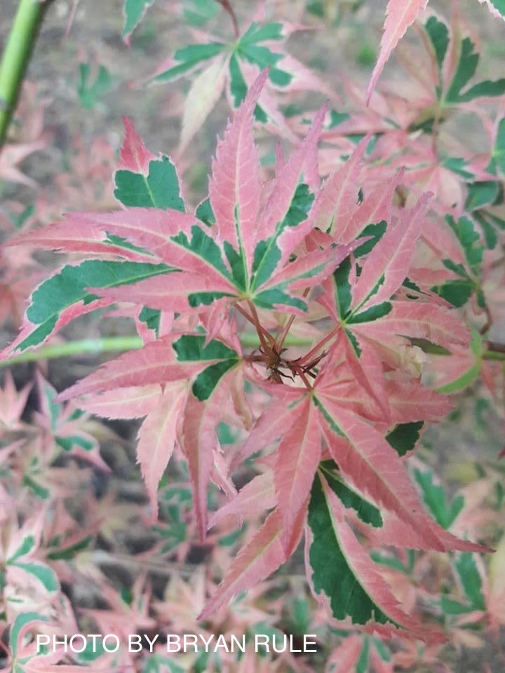 - Acer palmatum 'Beni shichihenge' Pink Variegated Japanese Maple - Mr Maple │ Buy Japanese Maple Trees