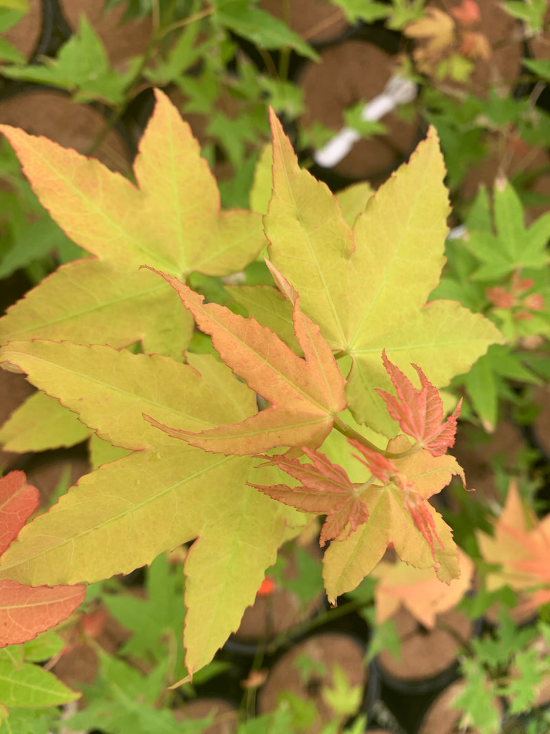 - Acer oliverianum 'Hot Blonde' Golden Japanese Maple - Mr Maple │ Buy Japanese Maple Trees