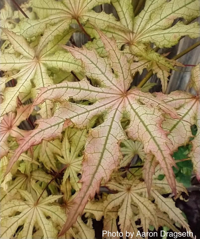 - Acer palmatum 'Amber Ghost' Japanese Maple - Mr Maple │ Buy Japanese Maple Trees
