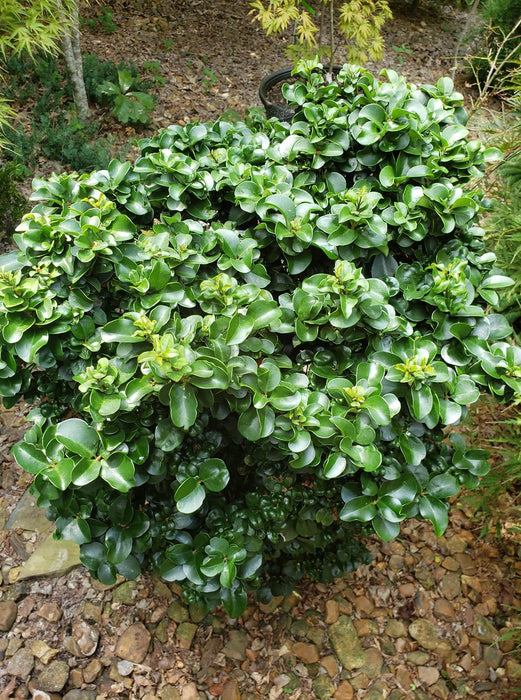 Ligustrum japonicum 'Rotundifolium' Dwarf Curly Leaf Japanese Privet