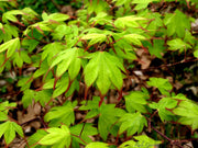 - Acer palmatum 'Tsuma gaki' Japanese Maple - Mr Maple │ Buy Japanese Maple Trees