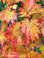 - FOR PICKUP ONLY | Acer japonicum 'Yama kage' Mountain Shadows Full Moon Japanese Maple | DOES NOT SHIP - Mr Maple │ Buy Japanese Maple Trees