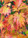 - FOR PICKUP ONLY | Acer japonicum 'Yama kage' Mountain Shadows Full Moon Japanese Maple | DOES NOT SHIP - Mr Maple │ Buy Japanese Maple Trees