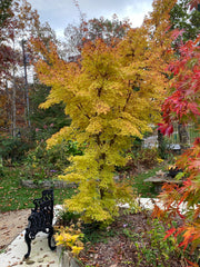 - Acer palmatum 'Sango kaku' Coral Bark Japanese Maple - Mr Maple │ Buy Japanese Maple Trees