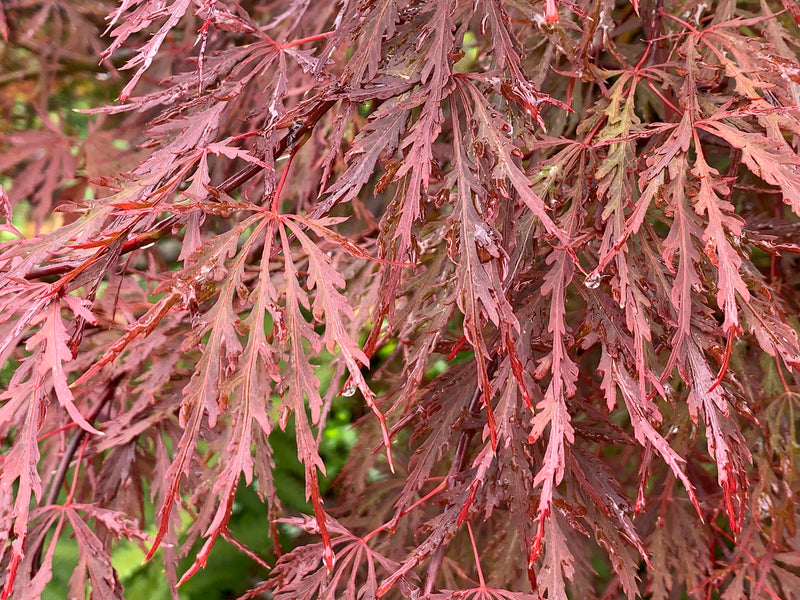 - Acer palmatum 'Red Dragon' Dwarf Japanese Maple - Mr Maple │ Buy Japanese Maple Trees