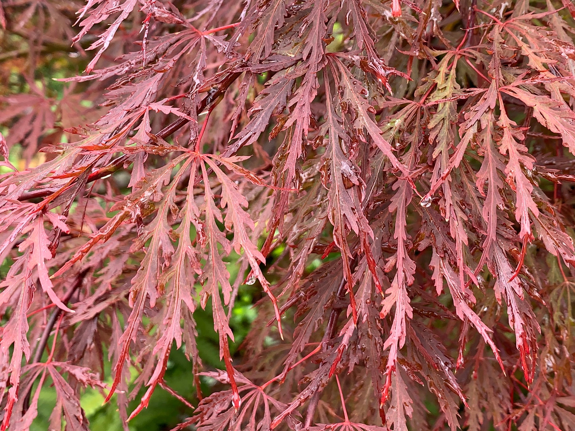 Buy Acer palmatum dissectum 'Red Dragon' Dwarf Japanese Maple — Mr ...