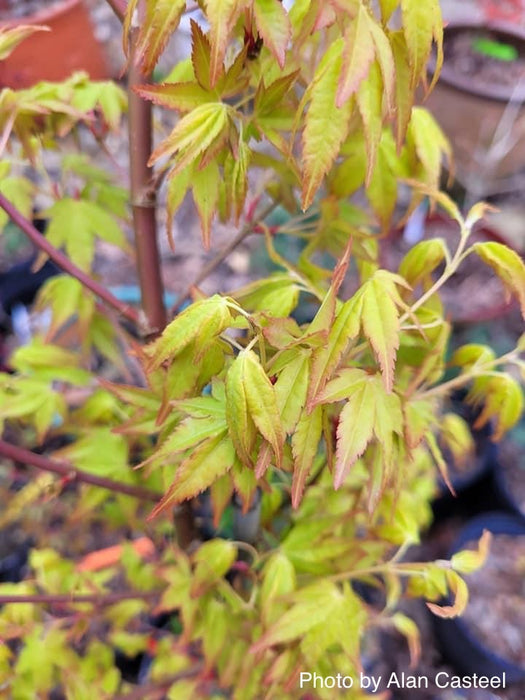 Acer palmatum 'Katsura hime' Japanese Maple