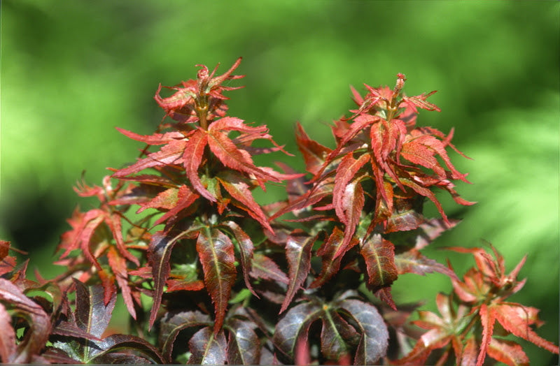 Buy Acer palmatum 'Kurenai jishi' Red Lion Japanese Maple — Mr
