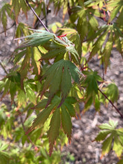 - Acer palmatum 'Fountain of Youth' Japanese Maple - Mr Maple │ Buy Japanese Maple Trees