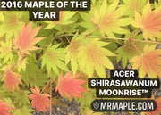 - Acer shirasawanum 'Moonrise™' Full Moon Japanese Maple - Mr Maple │ Buy Japanese Maple Trees