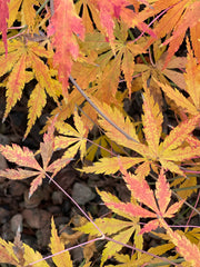 - Acer palmatum 'Fountain of Youth' Japanese Maple - Mr Maple │ Buy Japanese Maple Trees