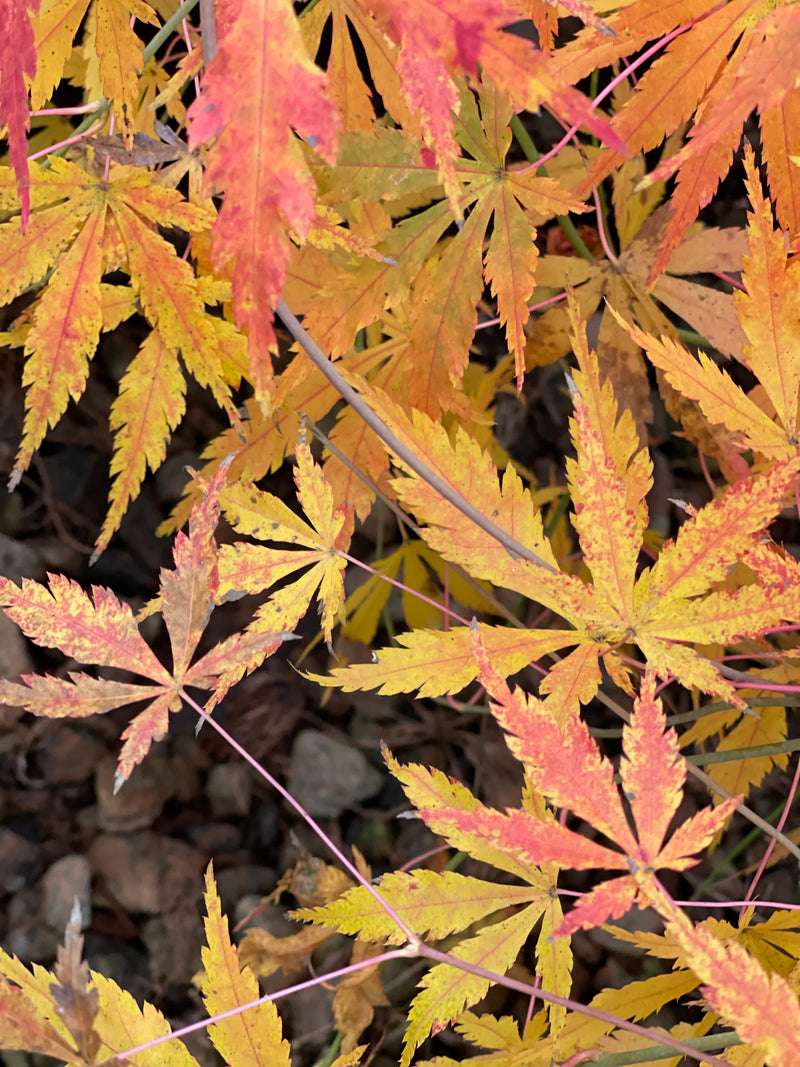 - Acer palmatum 'Fountain of Youth' Japanese Maple - Mr Maple │ Buy Japanese Maple Trees