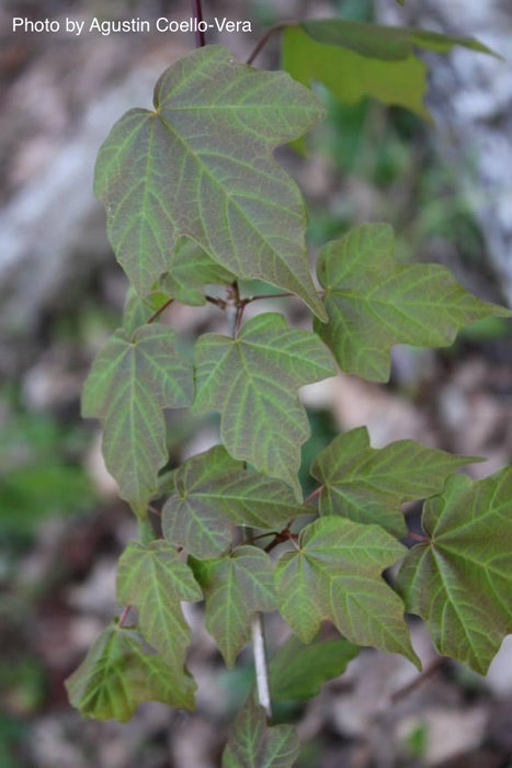 Acer miyabei ssp miaotaiense - Miaotai Maple