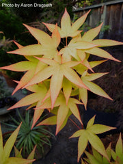 - Acer oliverianum 'Hot Blonde' Golden Japanese Maple - Mr Maple │ Buy Japanese Maple Trees