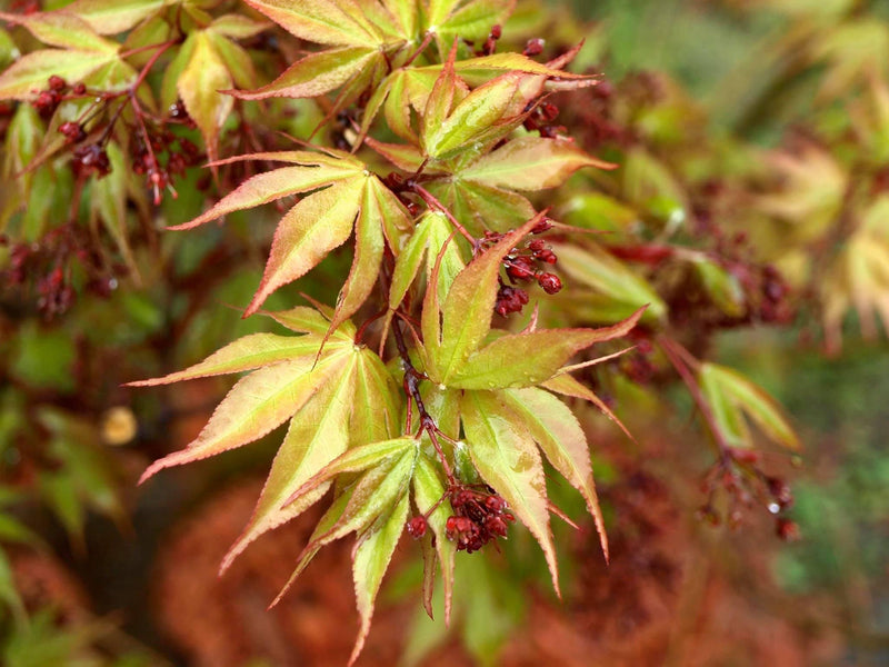- Acer palmatum 'Osakazuki' Japanese Maple - Mr Maple │ Buy Japanese Maple Trees