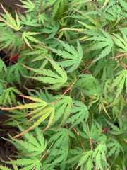 - Acer palmatum 'Green Strap' Rare Japanese Maple - Mr Maple │ Buy Japanese Maple Trees