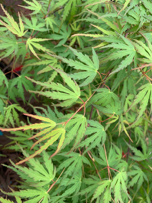 - Acer palmatum 'Green Strap' Rare Japanese Maple - Mr Maple │ Buy Japanese Maple Trees