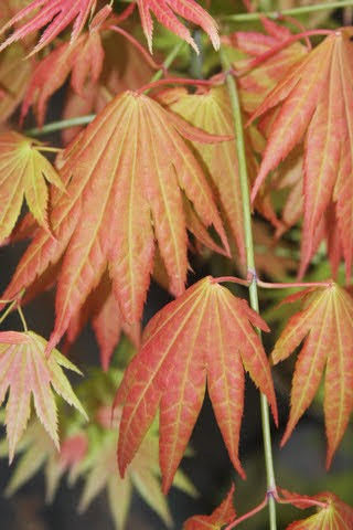 - Acer shirasawanum 'Moonrise™' Full Moon Japanese Maple - Mr Maple │ Buy Japanese Maple Trees