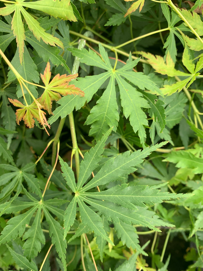 - Acer palmatum 'Fountain of Youth' Japanese Maple - Mr Maple │ Buy Japanese Maple Trees