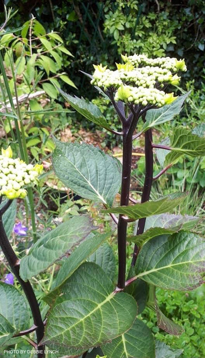 Hydrangea macrophylla ‘Zorro’ Black Stem Hydrangea