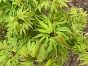 - Acer palmatum Kryptonite™ Japanese Maple - Mr Maple │ Buy Japanese Maple Trees
