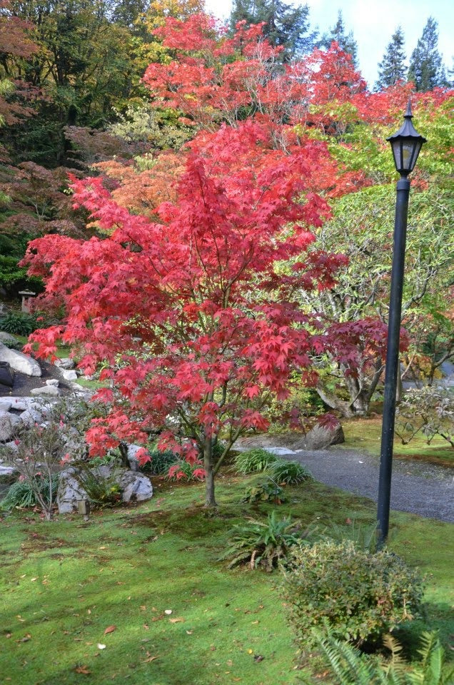 - Acer palmatum 'Osakazuki' Japanese Maple - Mr Maple │ Buy Japanese Maple Trees