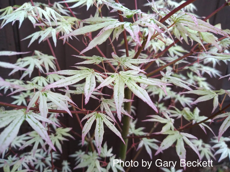 - Acer palmatum 'Ukigumo' Floating Clouds Japanese Maple - Mr Maple │ Buy Japanese Maple Trees